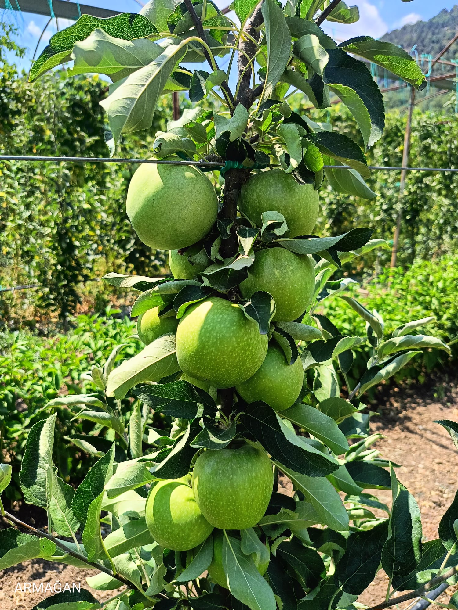 Granny Smith